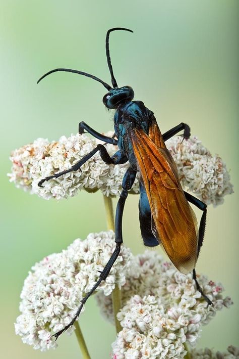 Tarantula Hawk Wasp, Tarantula Hawk, Bees And Wasps, Cool Bugs, Beautiful Bugs, Creepy Crawlies, Arthropods, Insect Art, Creature Feature