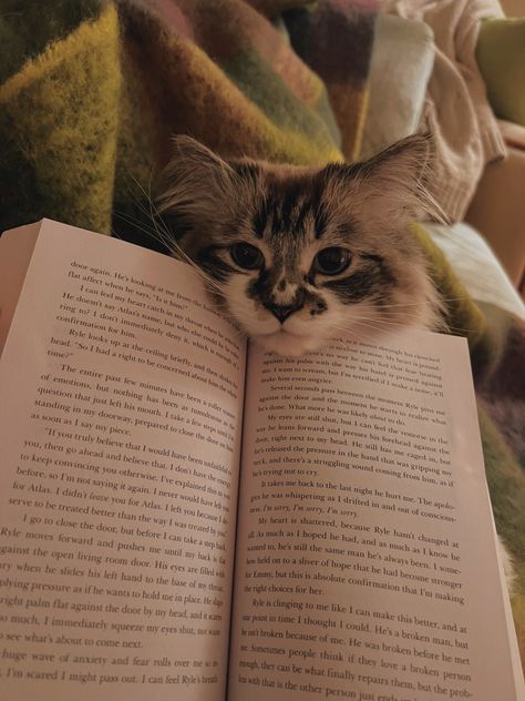 Cat Books, Cat Person, Cat Aesthetic, Cute Cats And Dogs, Pretty Cats, Cute Little Animals, Funny Animal, Beautiful Cats, Baby Cats