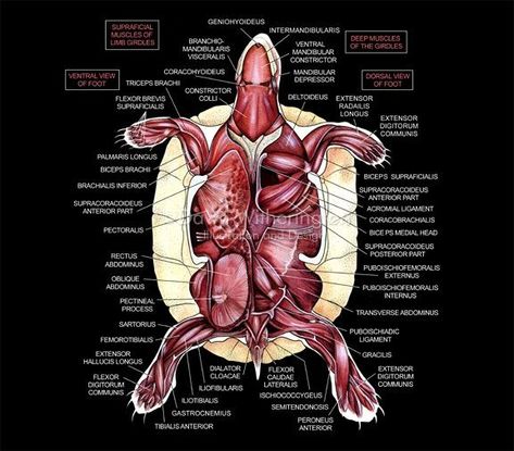 Turtle Anatomy, Vet Tech Student, Equine Veterinary, Turtle Care, Slider Turtle, Veterinary Science, Vet Medicine, Vet Assistant, Vet School