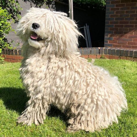 Hungarian Puli, Puli Dog, Hungarian Dog, Dog Types, Dream Dog, Types Of Dogs, Hungary, Dog Breeds, Cute Animals