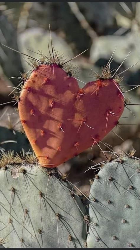 Cactus Heart, Pear Cactus, Prickly Pear Cactus, Prickly Pear, Red Heart, Wall Art Home, Art Home Decor, Art Home, Pear