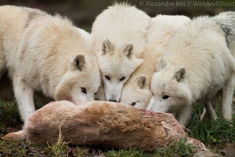 After the Hunt Wolf Eating, Wolf Images, White Wolf, Wolf Pack, Beautiful Creatures, Polar Bear, Hunting, Fox, Stock Photos