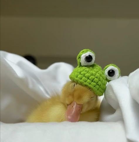 Sleepy Duck, Duck Quack, Duck Pictures, Frog Hat, Duck Photo, Pet Ducks, Cute Ducklings, Funny Duck, Baby Ducks