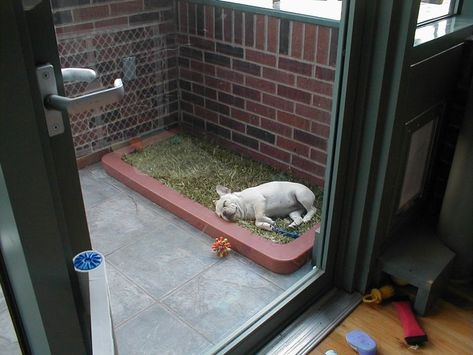 Pooch Potty Balcony Dog Ideas, Indoor Dog Bathroom, Balcony Dog Area, Balcony Pet Potty, Dog Balcony Ideas, Apartment Dog Potty, Dog Balcony Apartment, Balcony For Dogs, Balcony Dog Potty