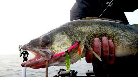 How to Fish Walleye Spinner Rigs Like a Pro | MeatEater Fishing Walleye Rigs, Smallmouth Bass Fishing, Striped Bass Fishing, Largemouth Bass Fishing, Trophy Fish, Bass Fishing Tips, Smallmouth Bass, Striped Bass, Walleye Fishing