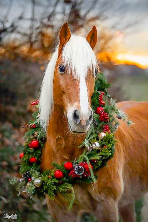 Horse Photoshoot Ideas, Horse Background, Horses In Snow, Horse Photography Poses, Horse Wreaths, Pictures With Horses, Beautiful Horses Photography, Winter Horse, Christmas Horses