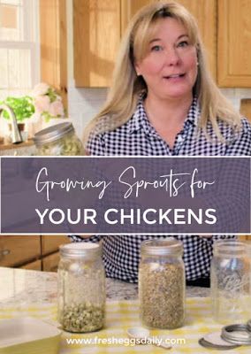 Growing Sprouts for your Chickens | Fresh Eggs Daily® Growing Sprouts, Yellow Split Peas, Dried Lentils, Sprouting Seeds, Chicken Eating, Chicken Treats, Best Beans, Lima Beans, Mustard Seeds