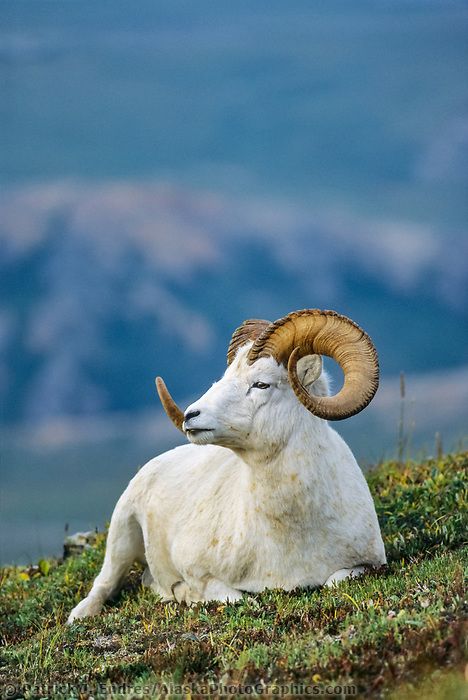 Dall sheep ram | AlaskaPhotoGraphics.com Ram Aesthetic, Animals Wallpaper Aesthetic, Goat Photos, Holland America Alaska Cruise, Cute Animals Wallpaper, Dall Sheep, Alaska Cruises, Alaska Photos, Best Cruise Ships