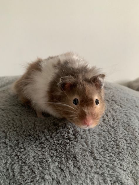 Brown Hamster, Teddy Bear Hamster, Bear Hamster, Hamster Pics, Hamster Life, Hamster Care, Hamster Cages, Syrian Hamster, Cute Small Animals