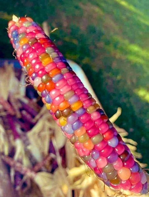 “Pre-colonization Glass Gem Corn, Indigenous to North America, regrown by a Cherokee farmer in Oklahoma. This particular corn is a mix of ancient Pawnee, Osage and Cherokee varieties. Indigenous agriculture techniques were amazing. Agree?” Calico Corn, Gem Corn, Flint Corn, Glass Gem Corn, Cherokee Indian, Indian Corn, Dust Bowl, Seed Pack, Front House Landscaping