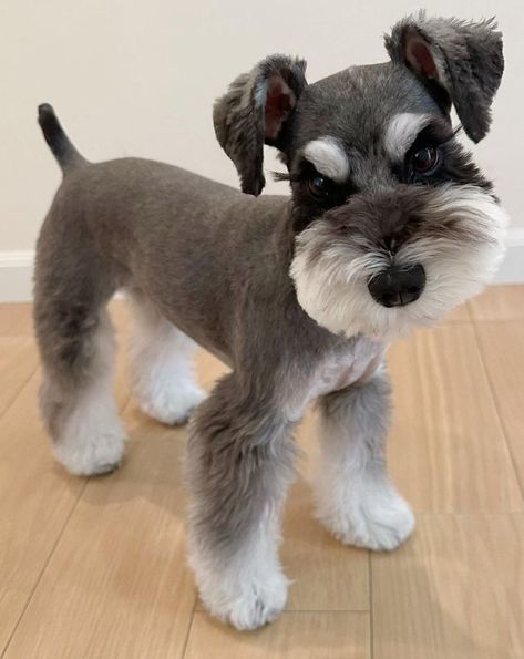 Mini Schnauzers Haircuts, Mini Schnauzer Haircut Styles, Mini Schnauzer Haircuts, Mini Schnauzer Haircut Ideas, Miniature Schnauzer Puppies Haircuts, Snauzer Haircut Styles, Mini Snauzers Haircuts, Cute Schnauzer Haircut, Short Schnauzer Haircut