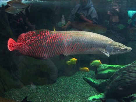 #arapaima - DeviantArt Ikan Air Tawar, Deadly Animals, Monster Fishing, Freshwater Aquarium Fish, Cool Fish, Amazon River, River Fishing, Exotic Fish, Aquatic Animals