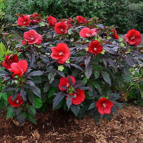 Hibiscus Shrub, Rose Mallow, Hardy Hibiscus, Wholesale Plants, Hydrangea Care, Hibiscus Plant, Best Perennials, Garden Shrubs, Flowering Shrubs