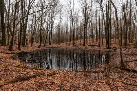 Why Michigan’s short-lived vernal pools are the ‘coral reefs’ of our forests - mlive.com Fairy Shrimp, Vernal Pool, Science Communication, Michigan Nature, Another Universe, Wildlife Garden, Wildlife Gardening, Coral Reefs, The Coral