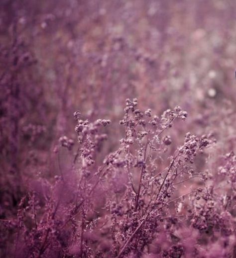 Mauve Flowers Aesthetic, Mauve Color Aesthetic, Mauve Aesthetic, Extraordinary Machine, Summer Moodboard, Gray Instagram, Color Mood, Sore Eyes, Mauve Purple