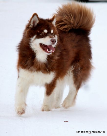 giant red alaskan malamute i will have this dog when i'm married..... unless he's allergic to dogs Giant Alaskan Malamute, Puppy Things, Alaskan Malamute Puppies, Malamute Husky, Finnish Lapphund, Malamute Dog, Malamute Puppies, Alaskan Husky, Siberian Huskies