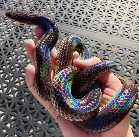 Sunbeam Snake, Snake Breeds, Cassandra Calin, Dream Snake, Snake Photos, Cool Snakes, Rainbow Snake, Colorful Snakes, Pretty Snakes