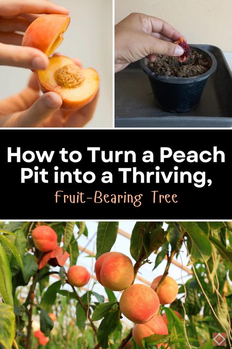 Learn how to grow a peach tree from a pit with this step-by-step guide! 🌳 From planting and nurturing to dealing with pests, we provide all the tips you need for a successful peach harvest. Start your gardening journey now! Grow Peaches From Pit, Growing A Peach Tree From A Pit, How To Grow Peaches From Pits, Peach Harvest, Peach Tree Care, Growing Peach Trees, Harvest Garden, Fruit Bearing Trees, Peach Pit