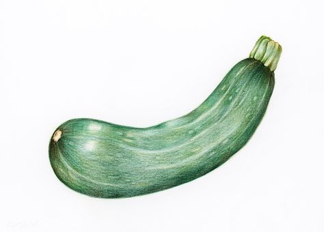 Hand drawn watercolor of zucchini | free image by rawpixel.com Zucchini Painting, Agriculture Art, Zucchini Plant, Squash And Zucchini, Vine Drawing, Vegetable Prints, Flower Artists, Food Illustration Art, Geometric Design Art