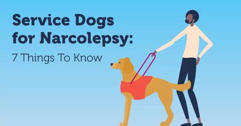 Service Dogs for Narcolepsy: 7 Things To Know | MyNarcolepsyTeam Service Dog Tasks List, Poodle Service Dog, Medication For Dogs, Happy Faces, Dog Help, Best Dog Breeds, Task List, Service Dog, Service Dogs