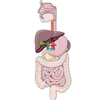 Digestive System Project, Digestive System Anatomy, Medical Assistant Student, Zombie Wallpaper, Science Clipart, Human Digestive System, Biology Projects, Systems Art, Medical Wallpaper