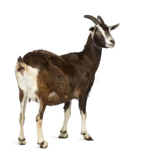 Rear view of a Toggenburg goat looking away against white background stock image Indian Goat, Cute Animals Wallpaper, Toggenburg Goat, Goat Picture, Goat Paintings, Goat Barn, Animal Cutouts, Goat Art, Cute Goats