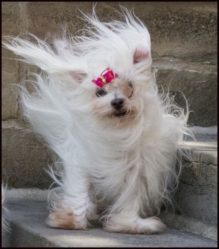 Windy Weather Funny, Windy Day Humor, Windy Hair, Wind Blown Hair, Blowin' In The Wind, Windy Weather, Weather Photos, Windy Day, Gone With The Wind