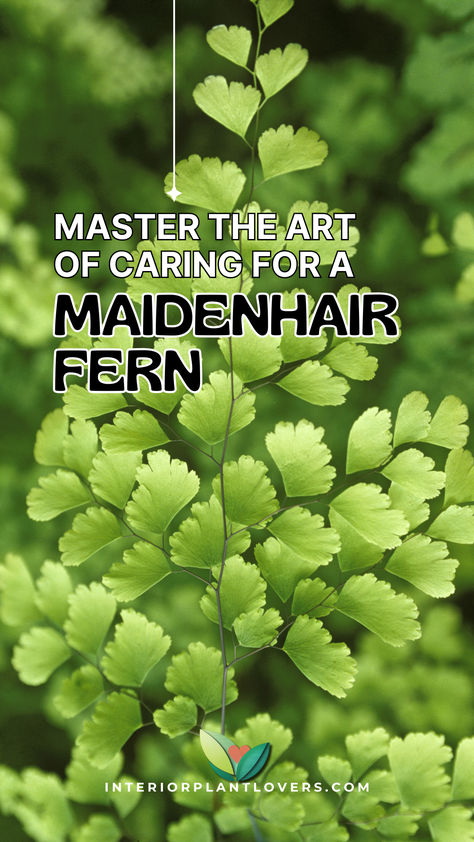 Close-up of lush green leaves of a maidenhair fern, showcasing the delicate foliage ideal for caring for a maidenhair fern indoors. Caring For Ferns Indoors, How To Care For Ferns Indoors, Maidenhair Fern Indoor, Maidenhair Fern Care, Fern Care Indoor, Indoor Ferns, Ferns Care, Maidenhair Fern, Houseplant Care