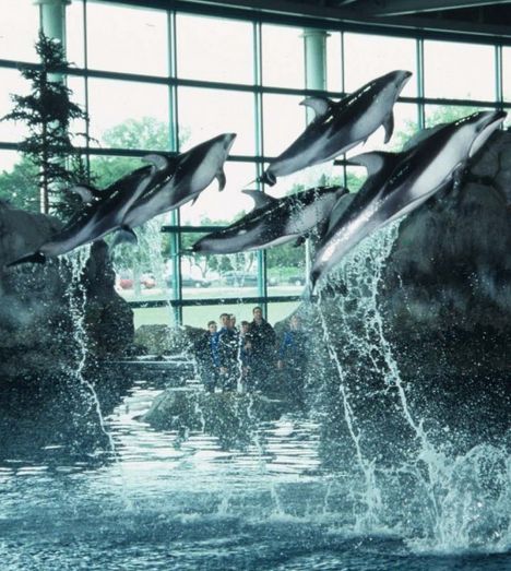 Dolphins - The Shedd Aquarium has been in Chicago since 1930, and for a long time it was the largest aquarium in the world... - "20 OF THE WORLD’S MOST AMAZING AQUARIUMS" Chicago Aquarium, Shedd Aquarium Chicago, Chicago Attractions, Amazing Aquariums, Shedd Aquarium, Chicago Museums, Visit Chicago, Chicago Travel, The Windy City