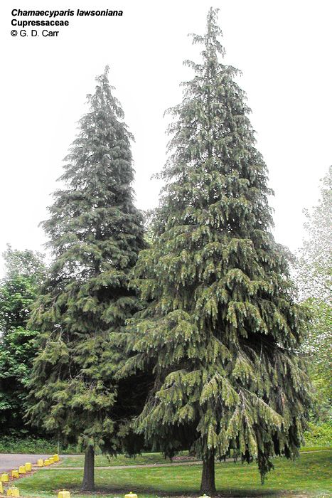 Glaucous Blue, Chamaecyparis Lawsoniana, Port Orford Cedar, American Continent, Evergreen Trees, Parsley, North American, Garden Ideas, Blue Green