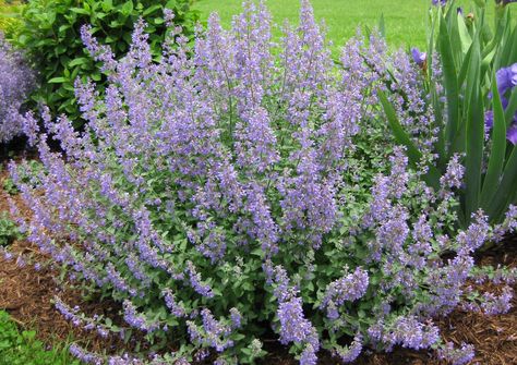 Catmint - Nepeta racemosa 'Walker's Low' Cat Mint Plant, Classic Garden Design, Cat Mint, Hardy Hibiscus, Mint Plants, Thriving Garden, Classic Garden, Ground Cover Plants, Pollinator Garden