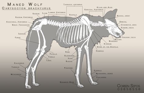 Maned Wolf Anatomy by OhWoahItsMe Wolf Anatomy, Wolf Drawing Easy, Canine Anatomy, Body Description, Wolf Poses, Muscle Structure, Wolf Skull, Maned Wolf, Canine Drawing