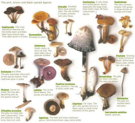 Here is a list of some edible mushrooms that grow wild good tip to know for the off grider Edible Wild Mushrooms, Types Of Mushrooms, Grow Mushrooms, Mushroom Identification, Poisonous Mushrooms, Mushroom Garden, Mushroom Pictures, Edible Wild Plants, Garden Mushrooms