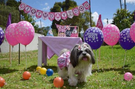 Los perros forman parte de la familia, del hogar y de todas las celebraciones que festejamos unidos en casa, pudiendo sentir el cariño que los dueños puedan brindarle. Si eres de las que les gusta celebrar con ellos, aquí algunas ideas sencillas para celebrarle su fiesta de cumpleaños y llenarlos de mucha ternura y amor. Dog Birthday Party, Happy Tails, Cat Party, Dog Birthday, Birthday Photos, Bday Party, Brighten Your Day, Party Hats, Pet Shop