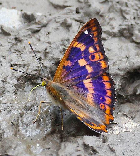 Purple Emperor Butterfly, Emperor Butterfly, Purple Emperor, Butterfly Photos, Orange Butterfly, Purple Orange, Beautiful Butterflies, Animal Kingdom, Hungary