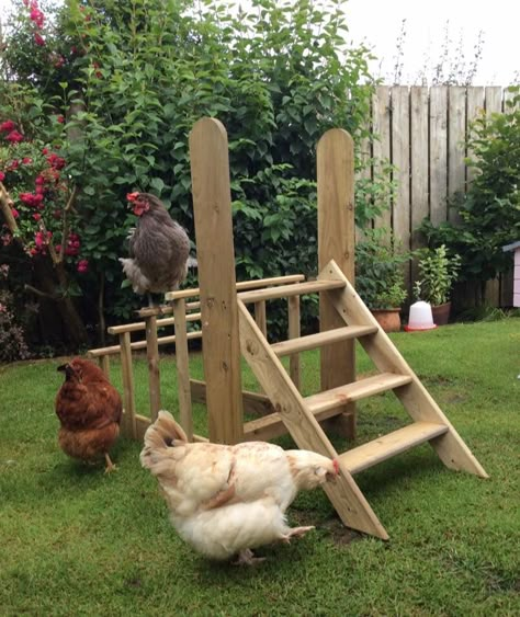 Chicken gym made by my husband. bluebell seems to lie it :) Chicken Playground Ideas, Chicken Playground, Backyard Animals, Cute Chicken Coops, Chicken Barn, Chicken Toys, Chicken Coop Run, Backyard Chicken Farming, Playground Ideas