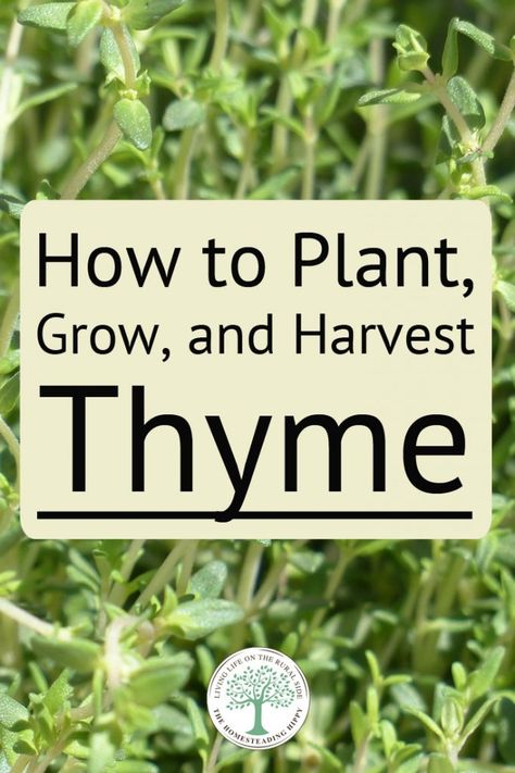 Witchcraft Spirituality, Thyme Garden, Harvest Thyme, Growing Thyme, Gardening Herbs, Thyme Plant, Spice Garden, Medicinal Herbs Garden, Bucket Gardening