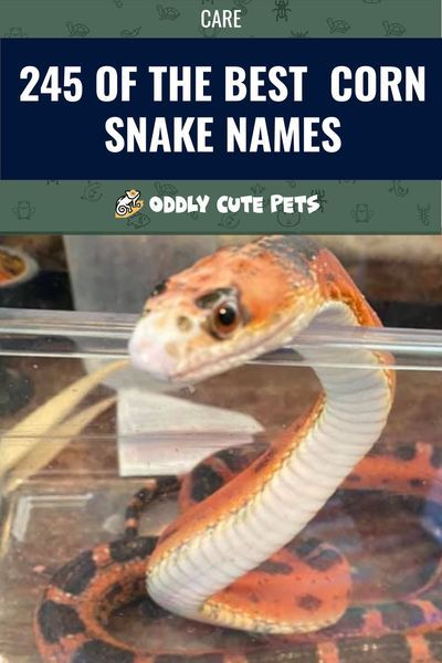 Looking for a new and interesting name for your pet corn snake? We've put together a list of the best corn snake names for you to choose from. This list includes names for a variety of categories to give you enough options to choose from or to spark a new idea for you and your pet corn snake. #animals #pets #reptiles #snakes #cornsnake Snake Names Ideas, Diy Snake Hide, Pet Snake Names, Corn Snake Cute, Corn Snake Enclosure Ideas, Corn Snake Enclosure, Snake Names, California King Snake, Snake Care