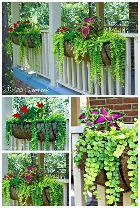 Brightly Colored Coleus and Geranium Porch Planters #diy #planter #flower #hanging #garden #decorhomeideas Front Porch Landscaping Ideas, Workouts Chest, Pictures Of Plants, Front Porch Planters, Cleaning Schedules, Porch Landscaping, Log Houses, Foods Healthy, Porch Planters