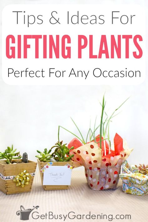 Gifting plants in pots is an awesome way to share your love of gardening! Whether it be Christmas succulents, Mother’s Day houseplants, special Birthday planters, or you want to create fun DIY party favors, plants make the perfect gift! Follow the tutorials for wrapping plants for presents, and get tons of tips and ideas for how to make beautiful and simple gifts for any occasion. Giving Plants As Gifts, Plant Gift Ideas For Christmas, How To Gift Plants, Wrap A Plant For Gift, Potted Plant Gift Ideas, Plants As Gifts Ideas, Gifting Plants Ideas, Plants To Give As Gifts, House Plant Gift Ideas