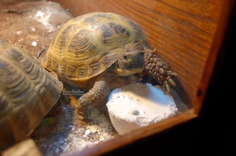 How to make home-made calcium blocks for tortoises (Recipe!) | Tortoise Forum Tortoise Diet, Russian Tortoise Diet, Tortoise Food, Tortoise Enclosure, Russian Tortoise, Tortoise Care, Tortoise Habitat, Baby Tortoise, Desert Tortoise