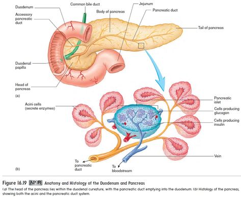 Body Systems Project, Science Exhibition Ideas, Anatomy Images, Medicine Notes, Brain Anatomy, Human Body Anatomy, Nursing School Notes, Medical School Essentials, Human Body Systems