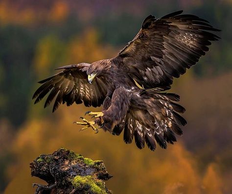 Touch Down by Paul Keates on 500px Bird Of Prey Tattoo, Golden Eagle Flying, Eagle In Flight Photography, Eagle In Flight Painting, Hawk In Flight, Rabe Tattoo, Aigle Royal, Eagle In Flight, Eagle Images