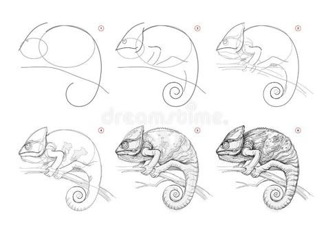 Chameleon Art Drawing, How To Draw A Chameleon, Chameleon Drawing Easy, Drawing Chameleon, Chameleon Sketch, Drawing Structure, Animal Structure, Chameleon Illustration, Chameleon Drawing