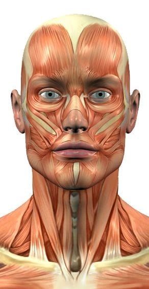 Face Muscles Anatomy, Neck Muscle Anatomy, Head Muscles, Muscles Of The Face, Head Anatomy, Face Anatomy, Man Anatomy, Editorial Art, Muscle Anatomy