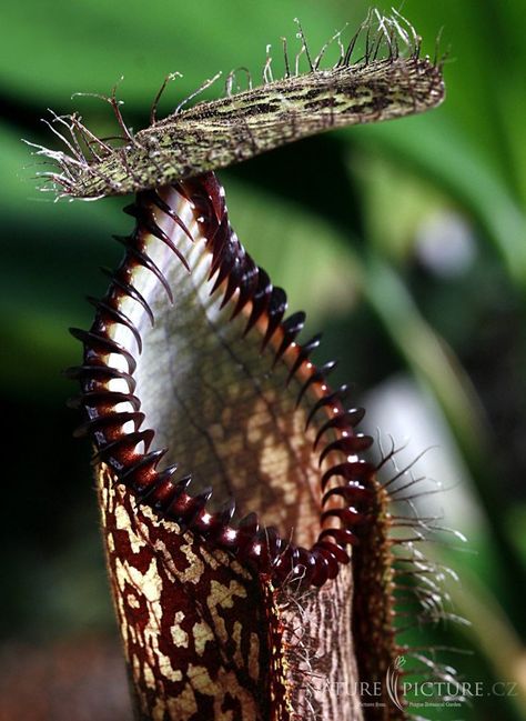 Nepenthes hamata, carnivorous pitcher plant Carnivorous Pitcher Plant, Insectivorous Plant, Pitcher Plants, Strange Flowers, Weird Plants, Latin Word, Pitcher Plant, Unusual Plants, Unusual Flowers