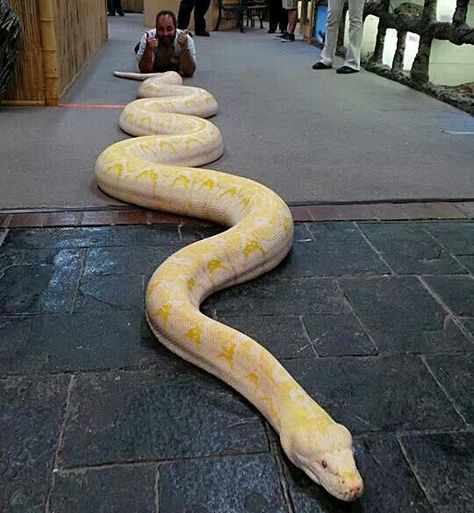 That's a big snake, huh? Hissing Snake, Big Snakes, Big Snake, Giant Anaconda, Big Pet Snake, Biggest Snake In The World, Giant Snake, Colorful Snakes, Giant Animals