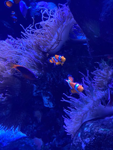 Aquatic Ambience, Underwater Pics, Moon Fish, Aquarium Aesthetic, Mexico Aesthetic, Giant Waves, Light Blue Aesthetic, Boy Fishing, Underwater Life