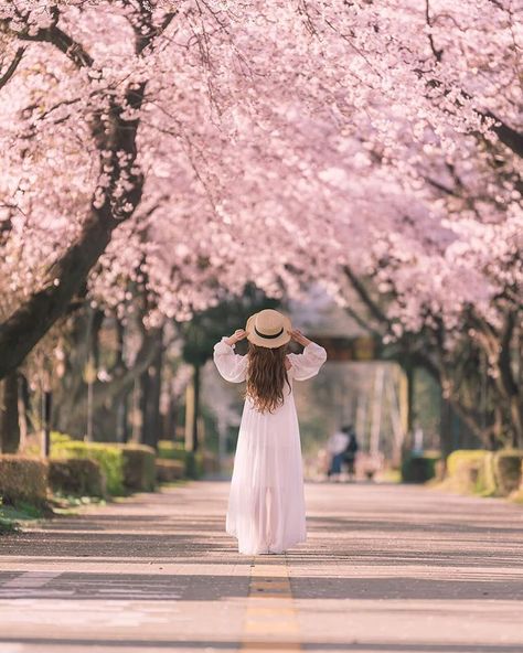 Botanical Garden Photo Shoot, Spring Outfits Japan, Cherry Blossom Pictures, Nordic Wedding, Japan Spring, Girly Dp, Flower Photoshoot, Photo Cute, Cherry Blossom Art