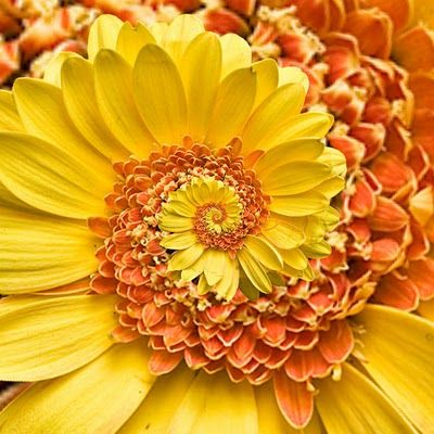 A cool fractal pattern created in petals. Fibonacci Sequence In Nature, Fractals In Nature, Spirals In Nature, Orchid Seeds, Geometry In Nature, Sprinklers, Bonsai Plants, Rare Flowers, Hardy Plants